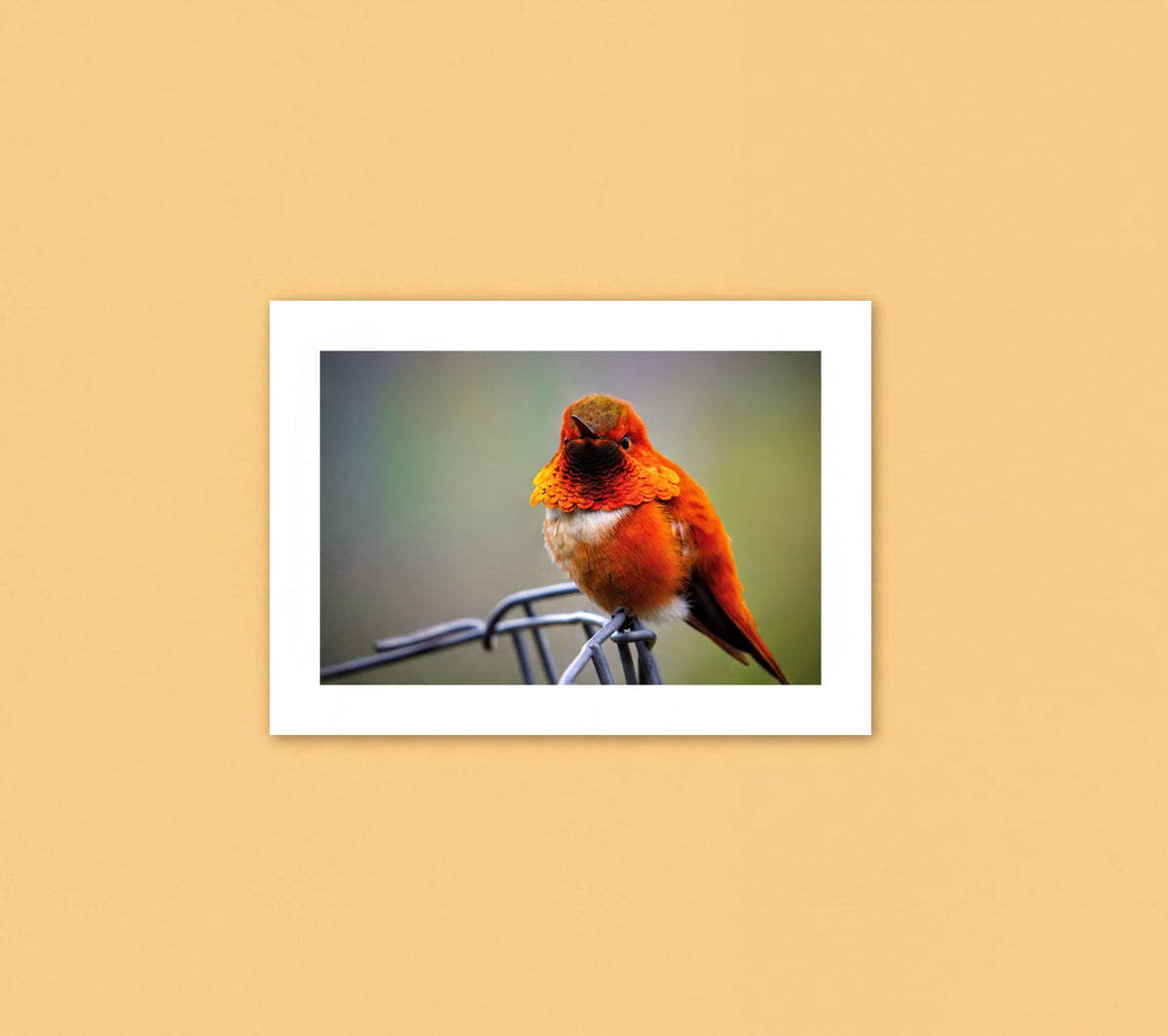 A close-up photograph of a vibrant orange bird perched on a wire fence.