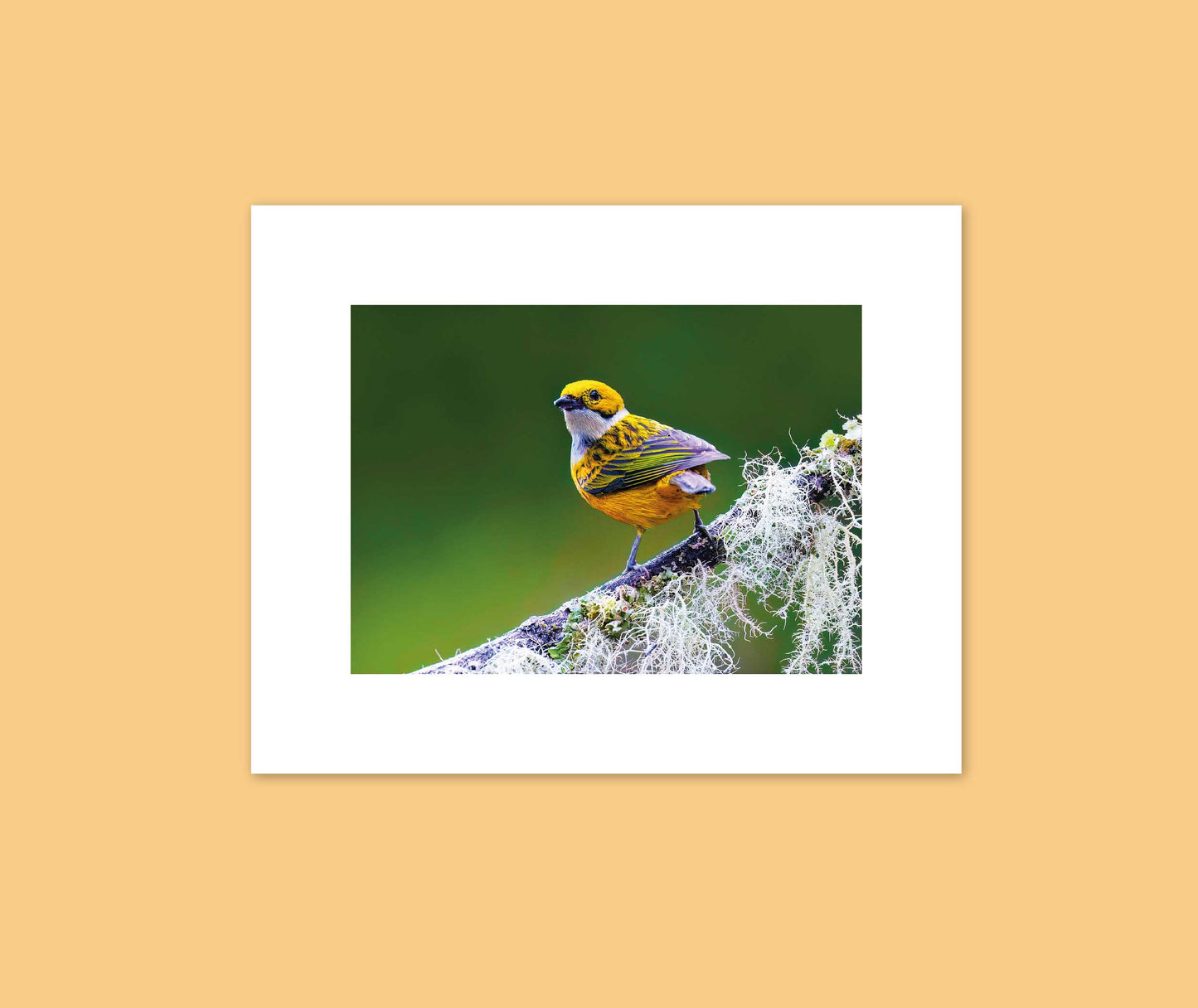 Posters de Aves – Natureza em Alta Definição