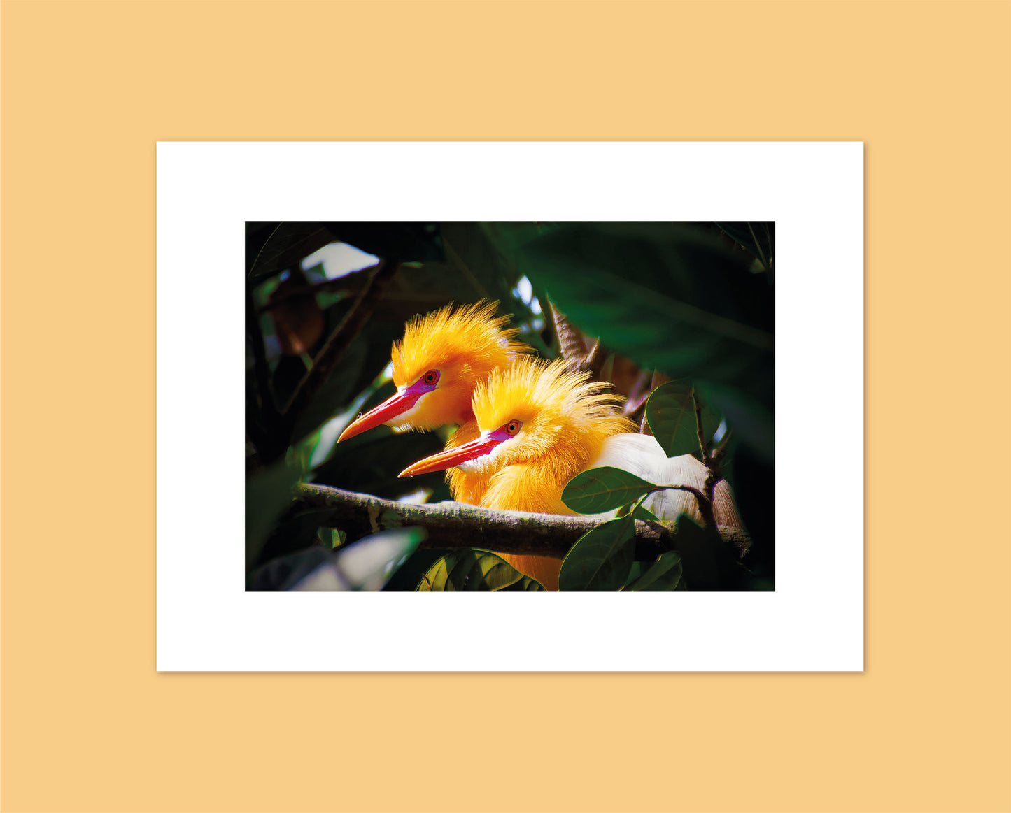 Posters de Aves – Natureza em Alta Definição