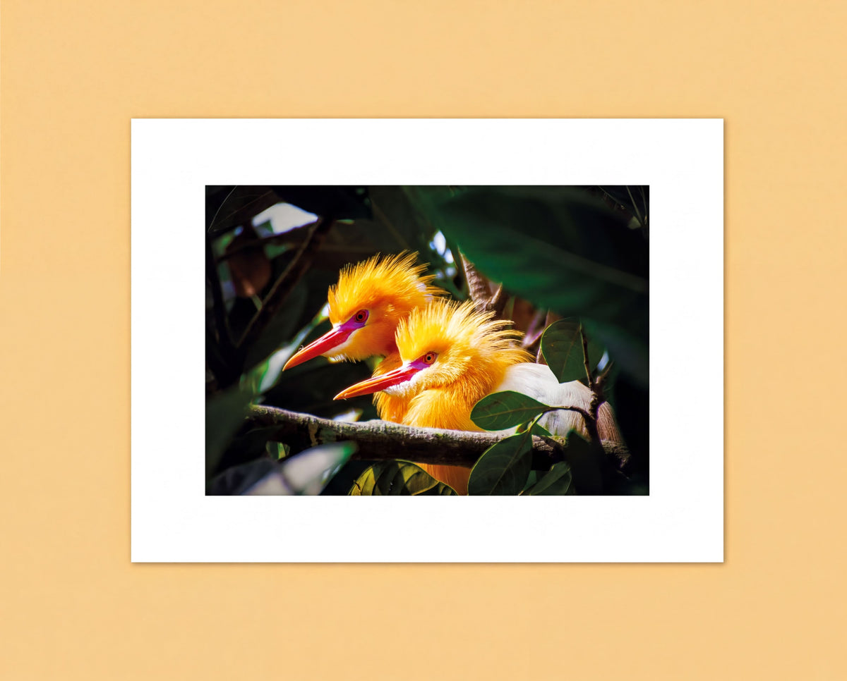 A pair of vibrant yellow birds perched on a branch, surrounded by lush green foliage.